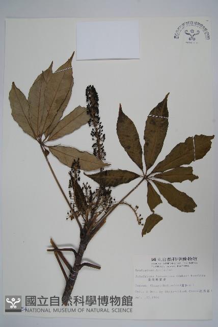 臺灣鵝掌柴藏品圖，第1張