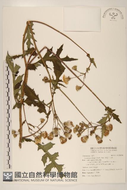 黃花三七草藏品圖，第1張