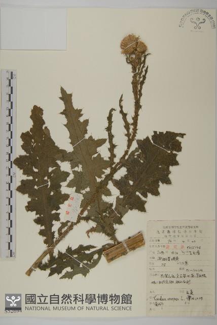 飛廉藏品圖，第1張