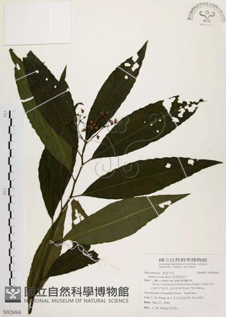 黑星紫金牛藏品圖，第1張