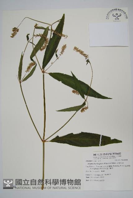 柳葉牛膝藏品圖，第1張