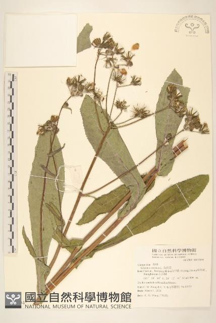 苦苣菜藏品圖，第1張