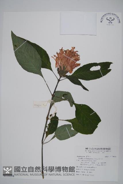 串心花藏品圖，第1張