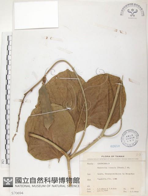 肥豬豆藏品圖，第1張