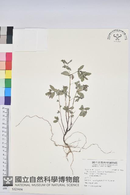 紫斑大戟藏品圖，第1張