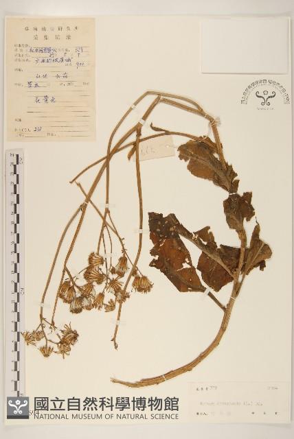 白仔菜藏品圖，第1張