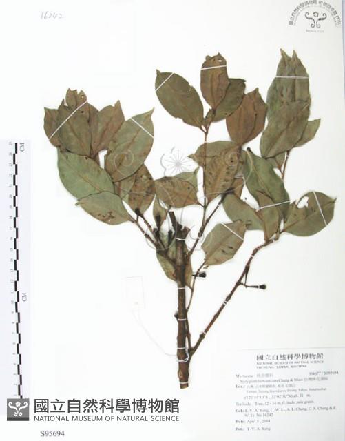 台灣棒花蒲桃藏品圖，第1張