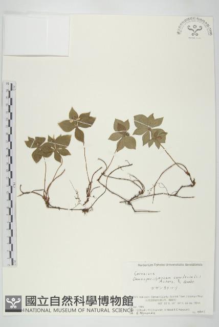 草茱萸藏品圖，第1張