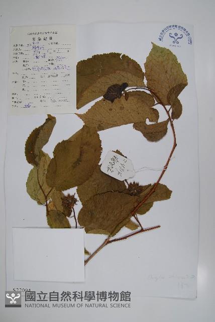 華榛藏品圖，第1張