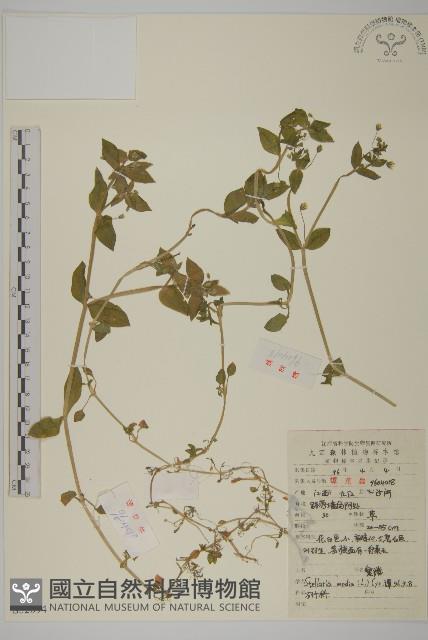 繁縷藏品圖，第1張