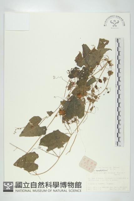 合子草藏品圖，第1張