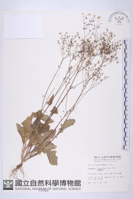 黃鵪菜藏品圖，第1張