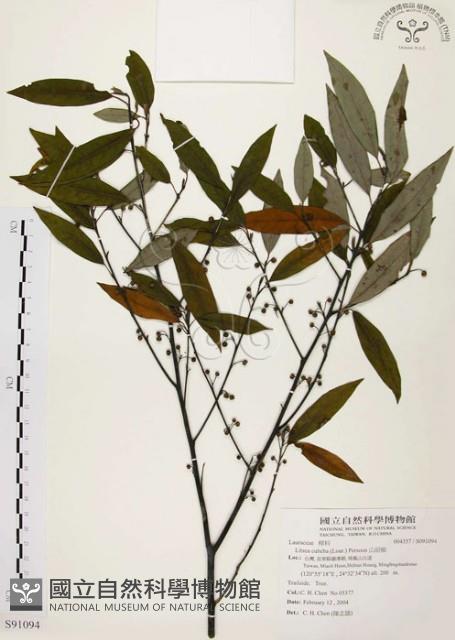 山胡椒藏品圖，第1張