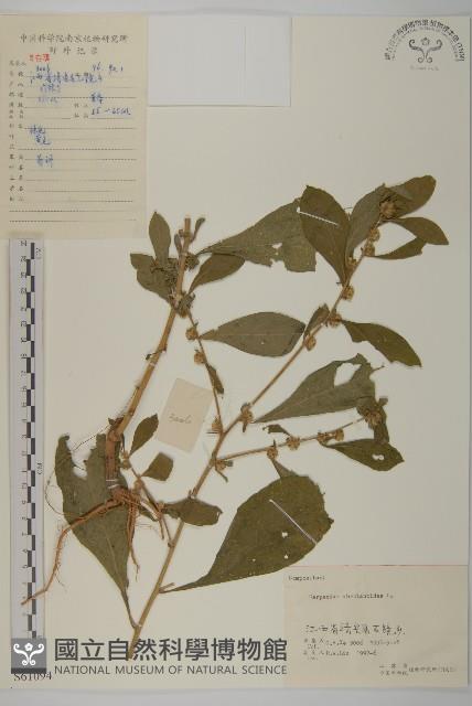 天名精藏品圖，第1張