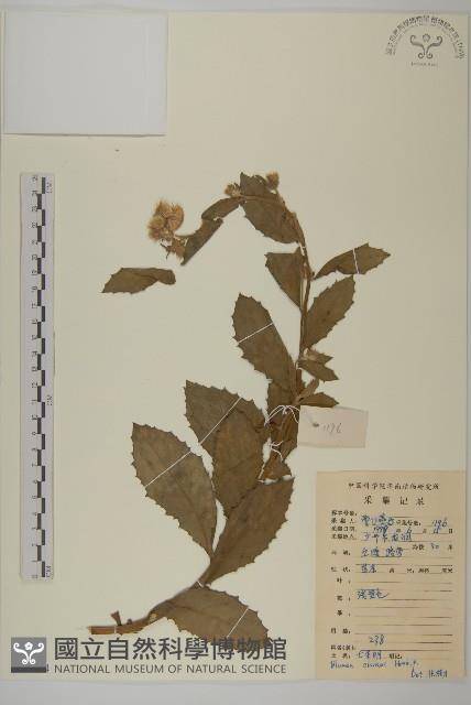 七里明艾納香藏品圖，第1張