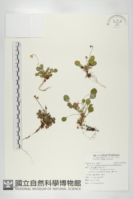 倒卵葉裂緣花藏品圖，第1張