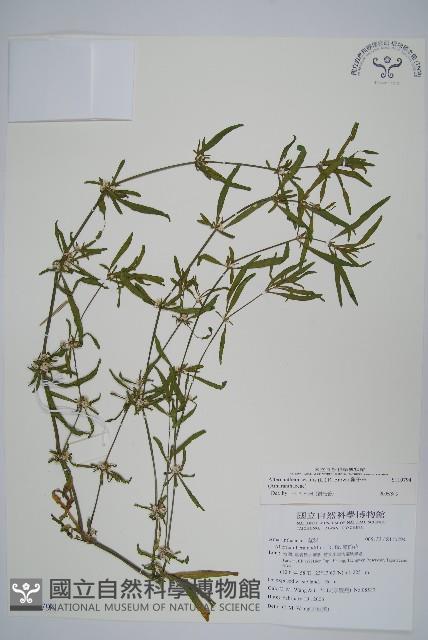 蓮子草藏品圖，第1張