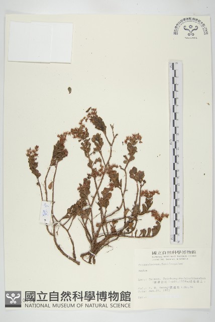 登錄號:S010794藏品圖，第1張