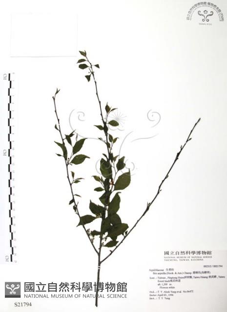 燈稱花、烏雞骨藏品圖，第1張