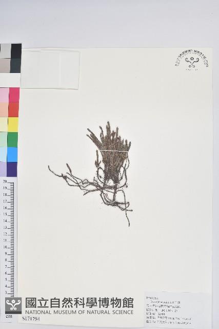 岩須藏品圖，第1張