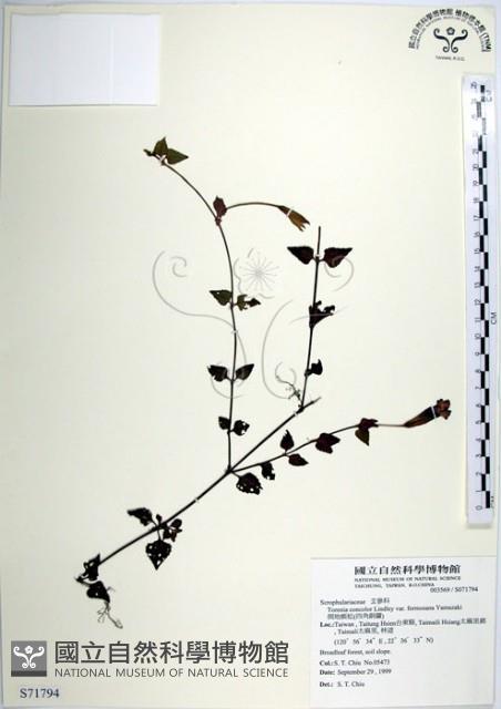 倒地蜈蚣、四角銅鑼藏品圖，第1張