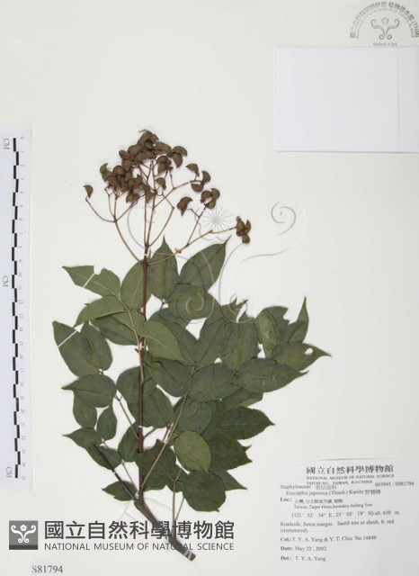 野鴉椿藏品圖，第1張
