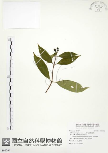 毛玉葉金花藏品圖，第1張