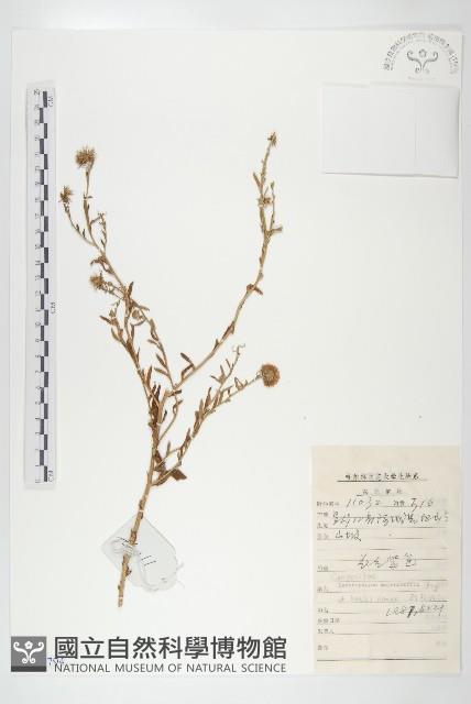 砂狗娃花藏品圖，第1張