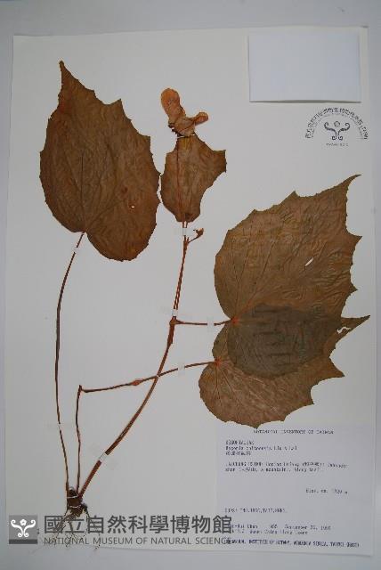 溪頭秋海棠藏品圖，第1張