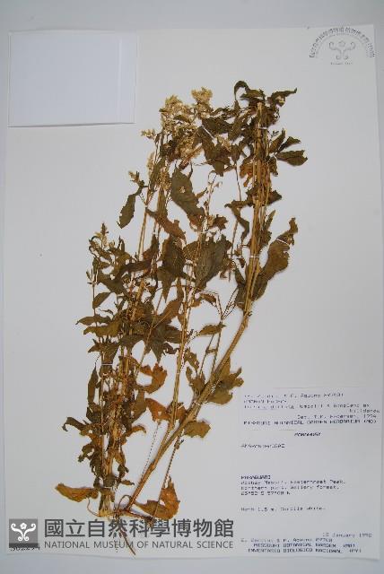 登錄號:S062294藏品圖，第1張