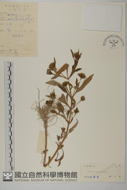 狼把草藏品圖，第1張