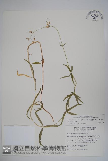 輪葉沙參藏品圖，第1張