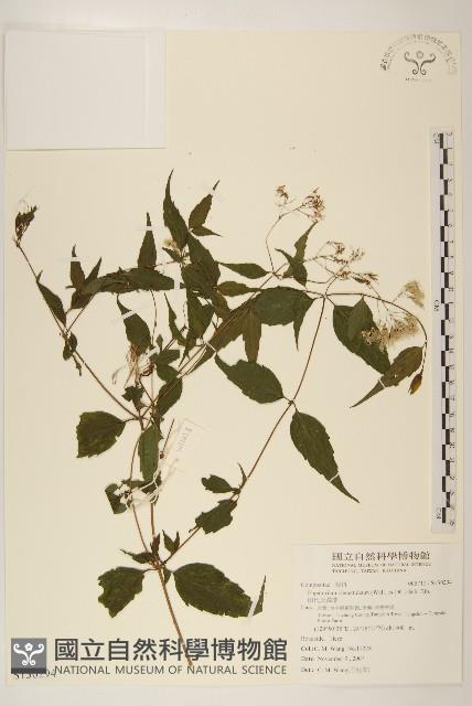 田代氏澤蘭藏品圖，第1張