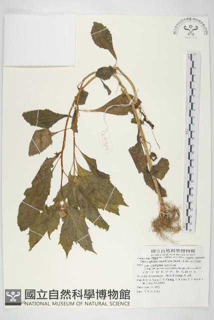 昭和草藏品圖，第1張