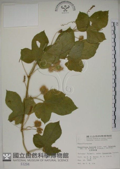 毛西番蓮藏品圖，第1張