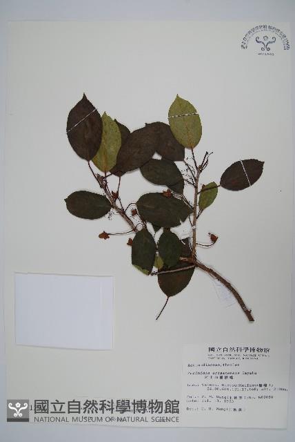 硬齒獼猴桃藏品圖，第1張