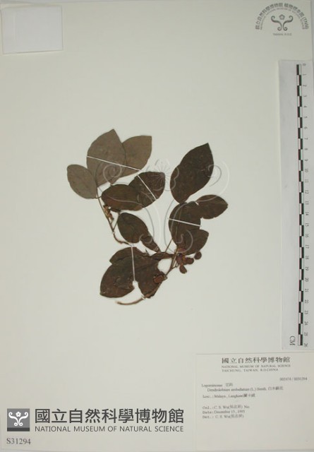 白木蘇花藏品圖，第1張