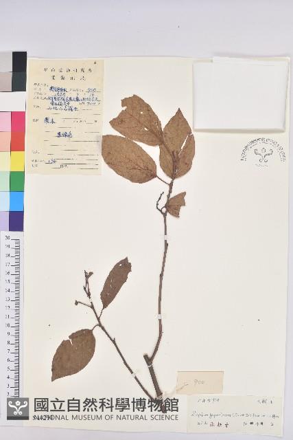 白木烏臼藏品圖，第1張