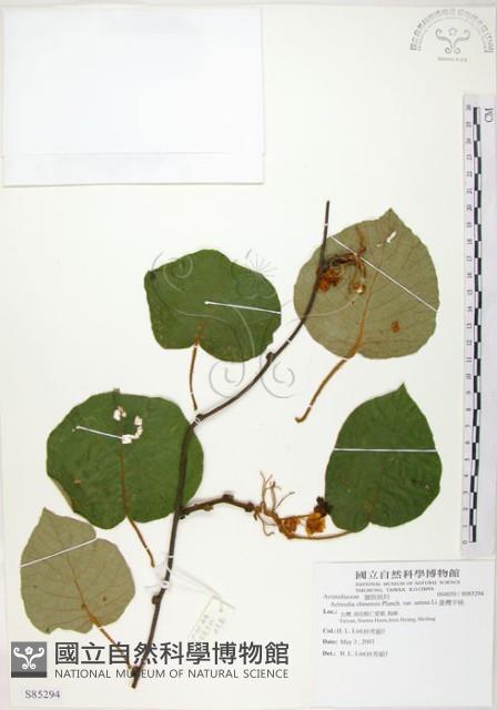 臺灣羊桃藏品圖，第1張