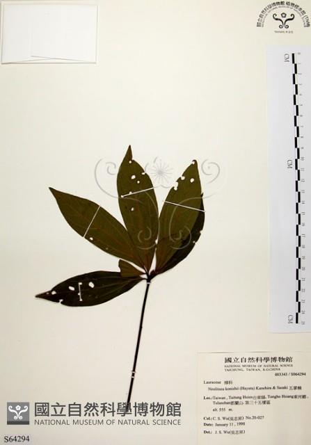 五掌楠藏品圖，第1張