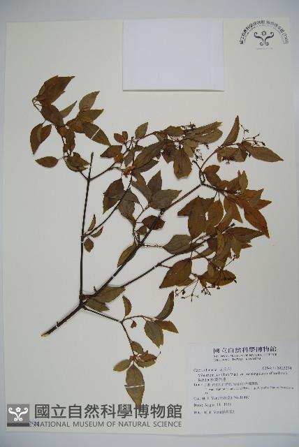 狹葉莢迷藏品圖，第1張