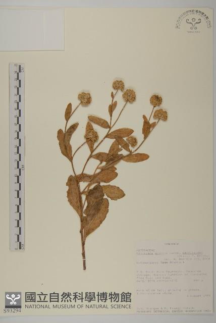 登錄號:S093294藏品圖，第1張