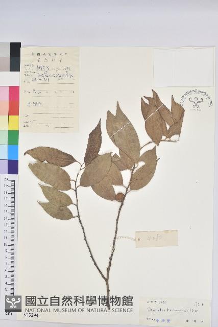 海南核果木藏品圖，第1張