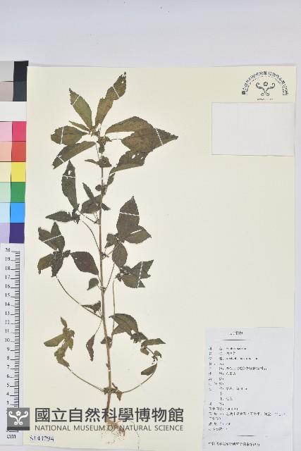 鐵莧菜藏品圖，第1張