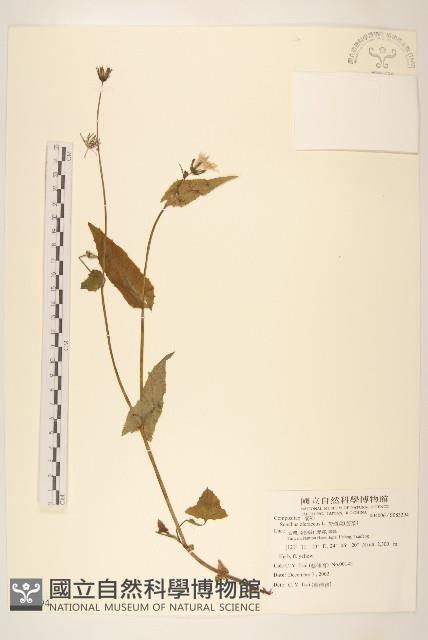 苦滇菜、苦菜藏品圖，第1張