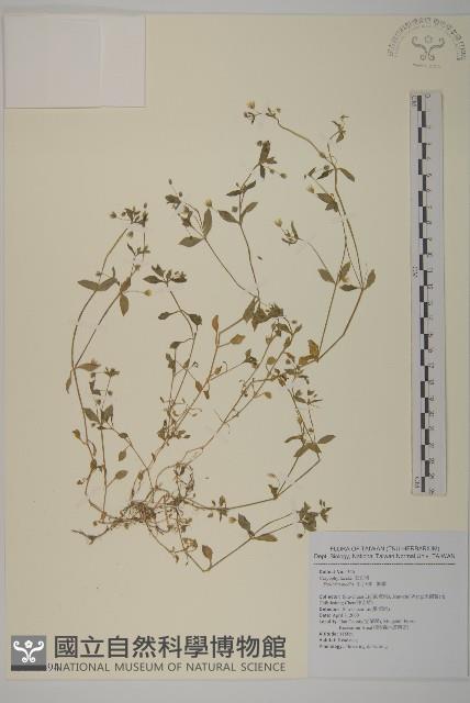 繁縷藏品圖，第1張