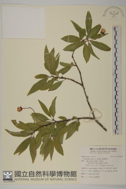 厚葉衛矛, 源一木藏品圖，第1張