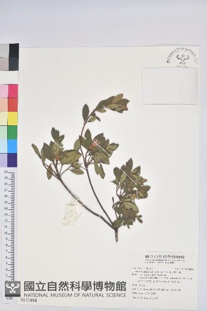 紅毛杜鵑藏品圖，第1張