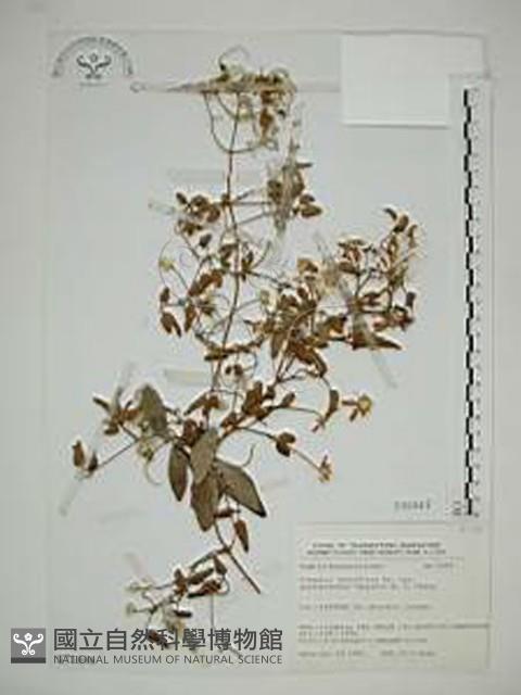 鵝鑾鼻鐵線蓮藏品圖，第1張