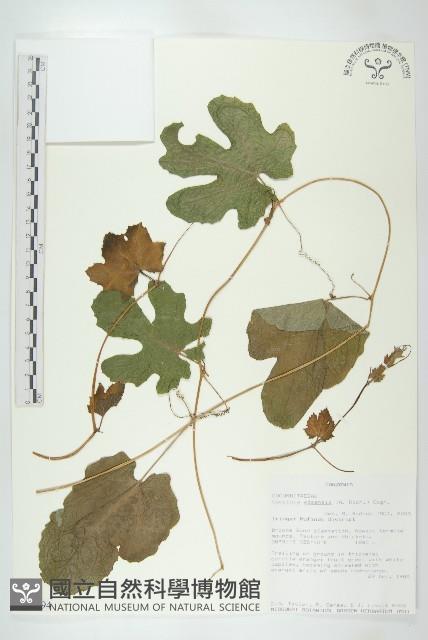 登錄號:S093494藏品圖，第1張